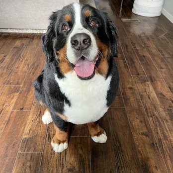 Top Notch Top Knots - Pet Groomers Near Me Top Notch Top Knots - Pet Groomers Near Me