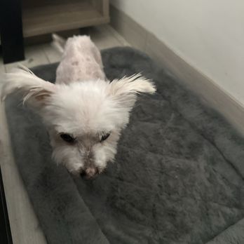 Luxurious Pawz - Happy at home - Pet Groomers Near Me