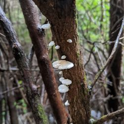 South Slough National Estuarine Research Reserve - Mushrooms