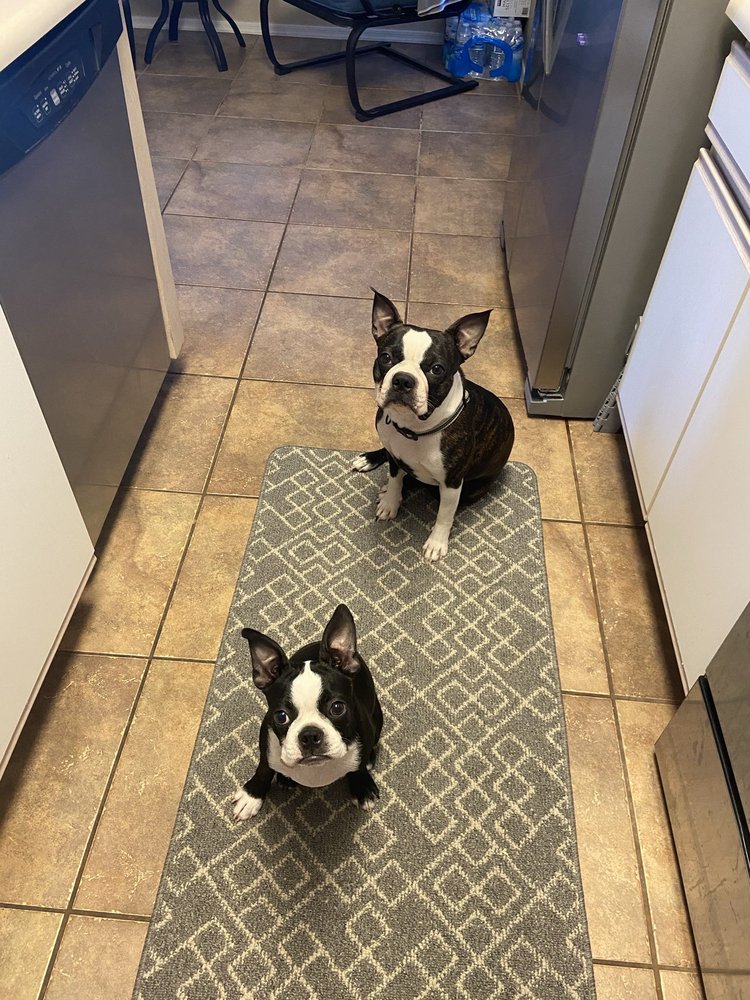 vetiq pet care walmart