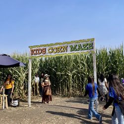 Cal Poly Pomona Pumpkin Festival - Kids Corn Maze
