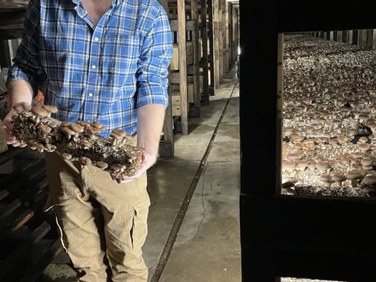 Mountain Meadow Mushrooms by null