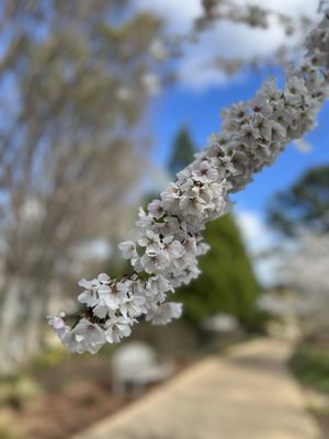 Lewis Ginter Botanical Garden by null