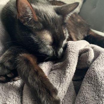 Greenwood Veterinary Care - Taking a nap after his vet appointment - Veterinarians Near Me - Brooklyn, New York
