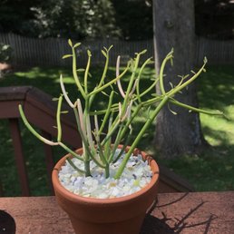 J R Wright & Sons - They had a great selection of quality succulents this week, including these fire sticks! - Nurseries & Gardening Near Me - Silver Spring, Maryland