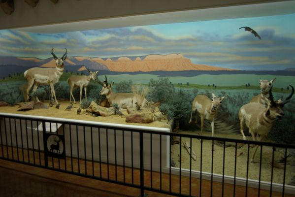 Bryce Wildlife Adventure by null