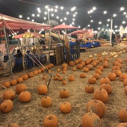 All the cutie little pumpkins All the cutie little pumpkins