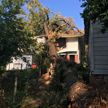 Action Tree Service - We have the big equipment & the skill for large tree removal - Tree Services Near Me - Birmingham, Alabama