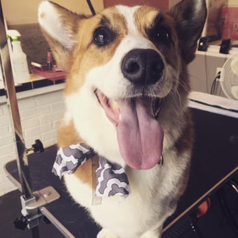 Misfitt Mutts Pet Services - Pet Sitting Near Me Misfitt Mutts Pet Services - Pet Sitting Near Me