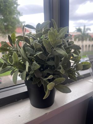 Sanatos Healthy Restaurant and Market by null