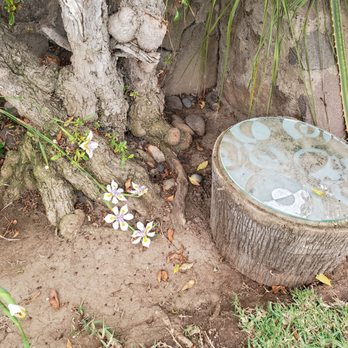 California Villas & Hotel - I made my own secret magickal garden...glass table and all. - Hotels Near Me - Ensenada, BCN