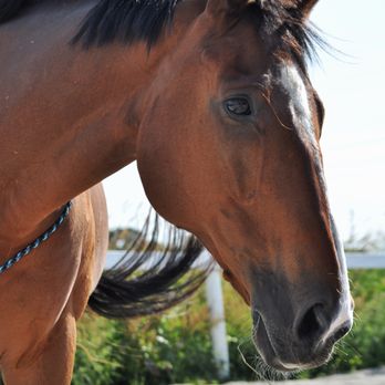 Freestyle Horsemanship - Horseback Riding Near Me - Langley , British Columbia
