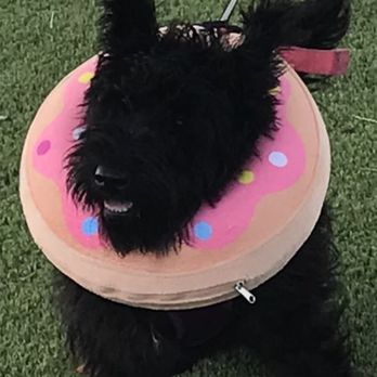 Big Dog Vineyards - The cutest dog in the world - Venues & Event Spaces Near Me - Milpitas, California
