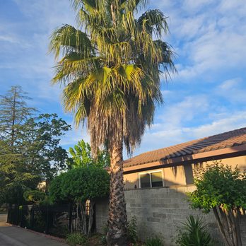 Affordable Tree And Plam Tree Services - Before - Tree Services Near Me Affordable Tree And Plam Tree Services - Before - Tree Services Near Me