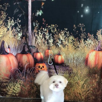 Puppy Cutz - Pet Groomers Near Me - San Jose, California