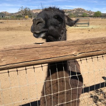 Alpine Acres Sanctuary Farm - Llama - Ranches Near Me - Alpine, California Alpine Acres Sanctuary Farm - Llama - Ranches Near Me - Alpine, California