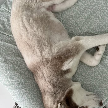 Coco's Mobile Grooming - Pet Groomers Near Me