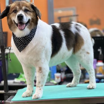 Top Dog Grooming - Pet Groomers Near Me - Katy, Texas