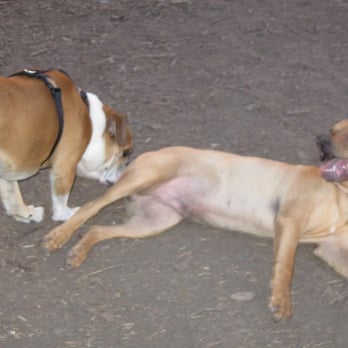 Fullerton Pooch Park - Dogs just being Dogs. Rox and Oliver. - Dog Parks Near Me - Fullerton, California