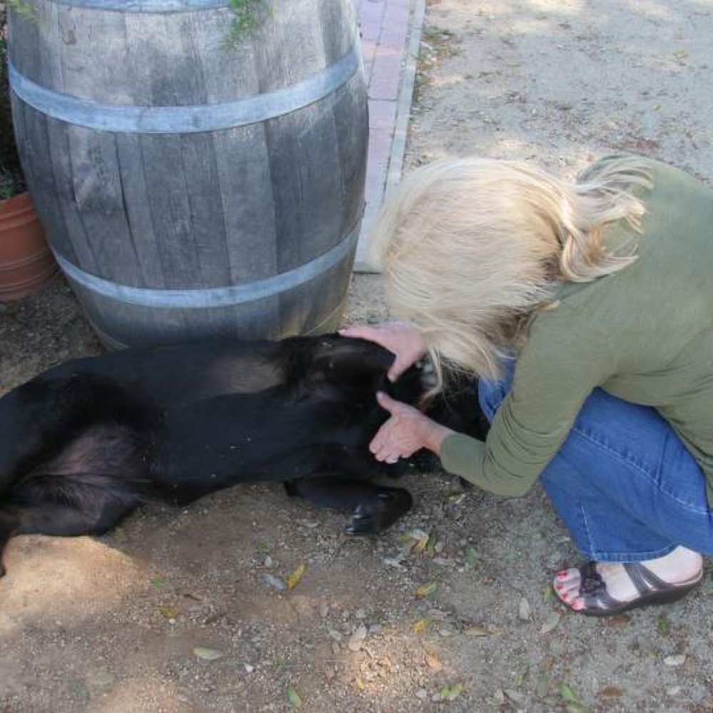 Amador Cellars - Kali the dog getting some attention - Wineries Near Me - Plymouth, California Amador Cellars - Kali the dog getting some attention - Wineries Near Me - Plymouth, California