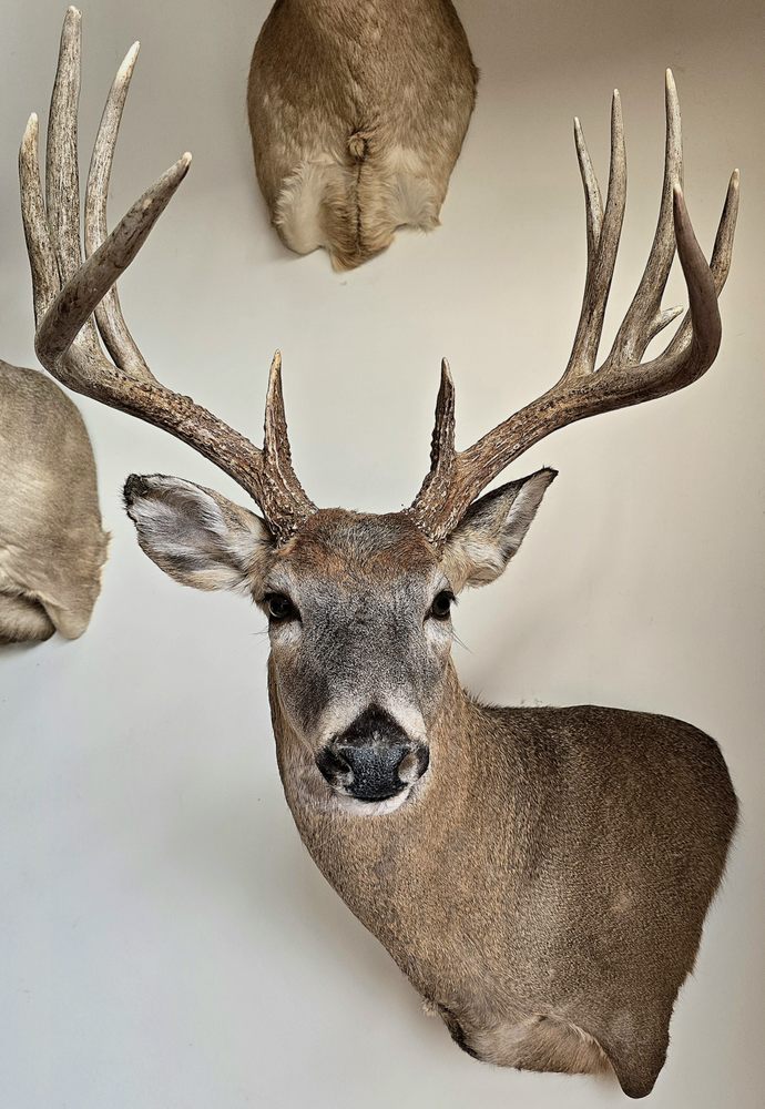 Tori's Taxidermy - taxidermy in Sharon Springs, NY