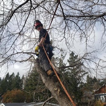 Wild Side Tree Care - Photo - Tree Services Near Me - Calgary, Alberta Wild Side Tree Care - Photo - Tree Services Near Me - Calgary, Alberta