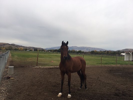 Pegasus Project by null