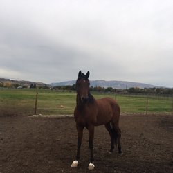 Pegasus Project