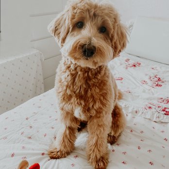 Swag Cuts Grooming - Pet Groomers Near Me