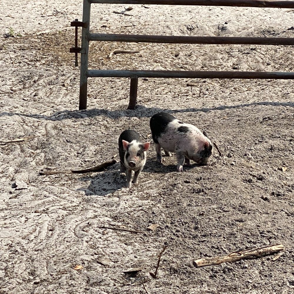 Sun City Stables - Little cute pigs - Horseback Riding Near Me - Sun City, Florida