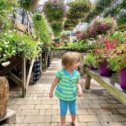 Rockingham Acres Garden Center - Inside the greenhouse