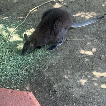 Roger Williams Park Zoo - Wallaby - Zoos Near Me - Providence, Rhode Island Roger Williams Park Zoo - Wallaby - Zoos Near Me - Providence, Rhode Island