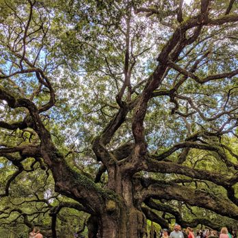 Angel Oak - Parks Near Me - Johns Island, South Carolina