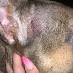 She did not have that before her grooming appt She did not have that before her grooming appt