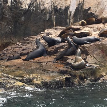 Go Baja's Tours - Sea Lions - Tours Near Me - Cabo San Lucas, BCS Go Baja's Tours - Sea Lions - Tours Near Me - Cabo San Lucas, BCS