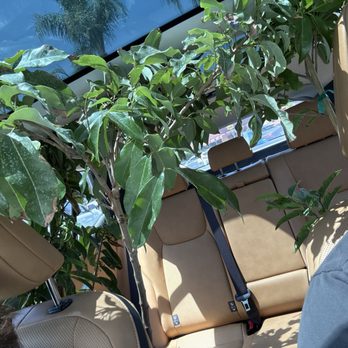 Utopia Trees - Lychee, guanabana, Sugar Apple. - Nurseries & Gardening Near Me - Riverside, California