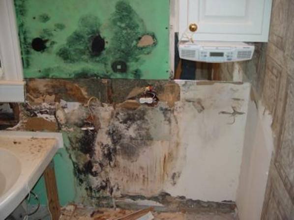 Advanced Mold Detection Services - mold inspector in Derry, NH
