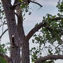 Woodpecker