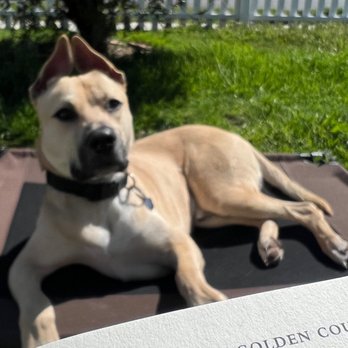 Paw by Paw - Major soaking in the sun while I read - Pet Training Near Me