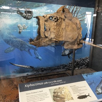 Fossil Discovery Exhibit - My fave fossil here, the gnarly sea predator, Xiphactinus, a giant 18-foot piranha-looking nightmare that choked down sharks in one gulp. - Museums Near Me - Panther Junction, Texas Fossil Discovery Exhibit - My fave fossil here, the gnarly sea predator, Xiphactinus, a giant 18-foot piranha-looking nightmare that choked down sharks in one gulp. - Museums Near Me - Panther Junction, Texas