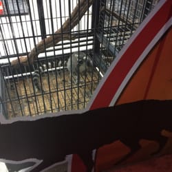 Madagascar Pets - animales