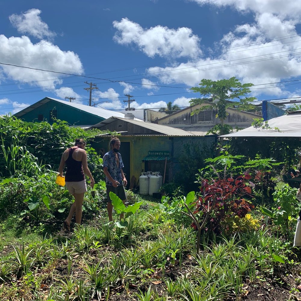 Pele's Kitchen - Beautiful garden behind the cafe - Breakfast & Brunch Near Me - Pahoa, Hawaii Pele's Kitchen - Beautiful garden behind the cafe - Breakfast & Brunch Near Me - Pahoa, Hawaii