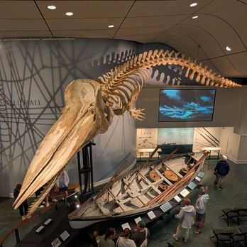 Whaling Museum - The skeleton of a whale inside the Nantucket Whaling Museum - Museums Near Me - Nantucket, Massachusetts Whaling Museum - The skeleton of a whale inside the Nantucket Whaling Museum - Museums Near Me - Nantucket, Massachusetts