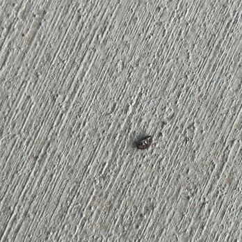 Burns Pest Elimination - Pest Control Near Me Burns Pest Elimination - Pest Control Near Me