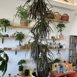Leaf & Vine, Urban Plant Shop