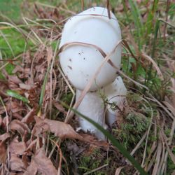Ontario County Park - Mushroom on purple trail