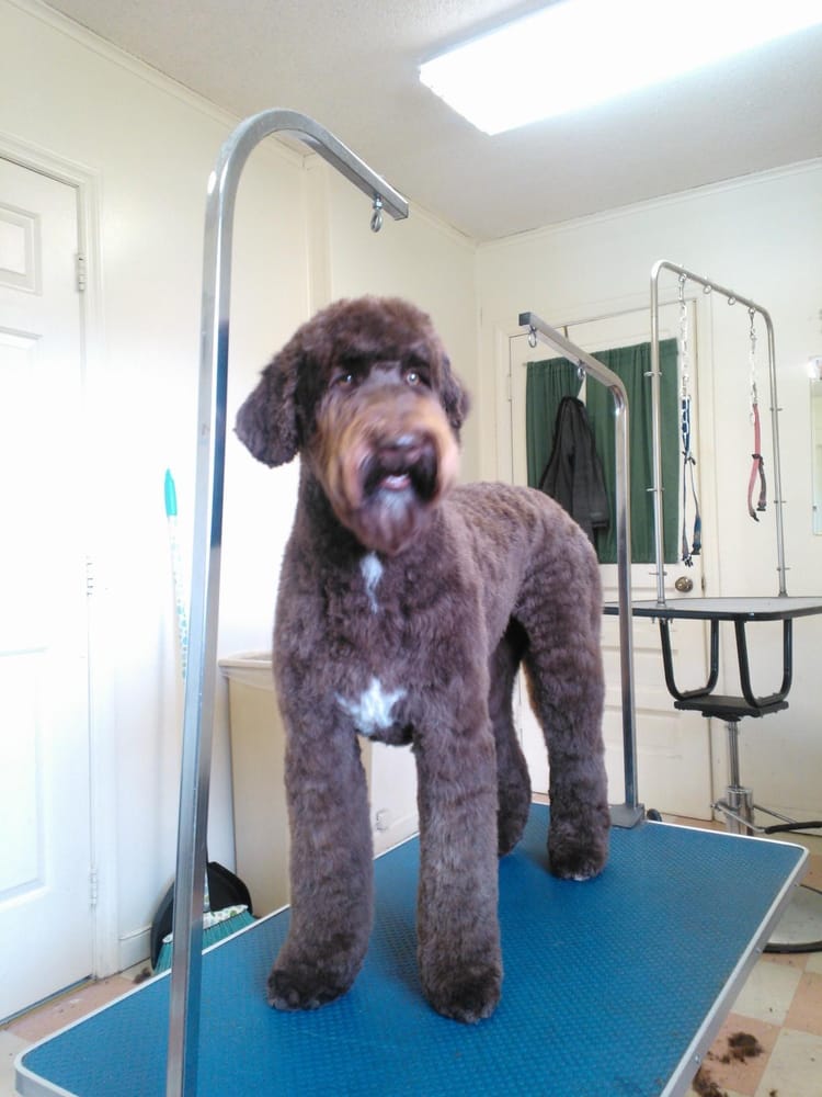 PERSONAL TOUCH DOG GROOMING Updated September 2024 12 Photos 2803