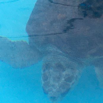 The Turtle Hospital - Veterinarians Near Me - Marathon, Florida The Turtle Hospital - Veterinarians Near Me - Marathon, Florida