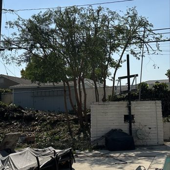 City Wide Landcare - After - Chinese Elm trimmed - Tree Services Near Me City Wide Landcare - After - Chinese Elm trimmed - Tree Services Near Me