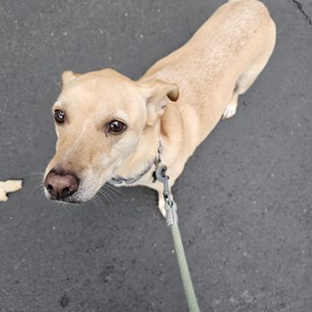 CM Doggie Dasher - Dog Walkers Near Me - Vista, California CM Doggie Dasher - Dog Walkers Near Me - Vista, California